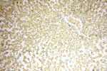 LKB1 Antibody in Immunohistochemistry (Paraffin) (IHC (P))