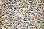 LKB1 Antibody in Immunohistochemistry (Paraffin) (IHC (P))