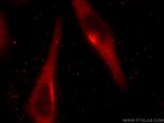 GRASP65/GORASP1 Antibody in Immunocytochemistry (ICC/IF)