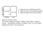 GRASP65/GORASP1 Antibody in Western Blot (WB)