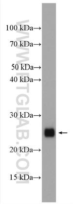 RHOA Antibody in Western Blot (WB)