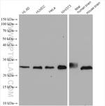 RHOA Antibody in Western Blot (WB)