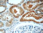 CNOT8 Antibody in Immunohistochemistry (Paraffin) (IHC (P))