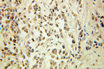 CNOT8 Antibody in Immunohistochemistry (Paraffin) (IHC (P))