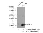 CNOT8 Antibody in Immunoprecipitation (IP)