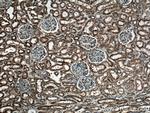 GUK1 Antibody in Immunohistochemistry (Paraffin) (IHC (P))