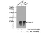 UQCRB Antibody in Immunoprecipitation (IP)