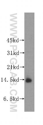 UQCRB Antibody in Western Blot (WB)