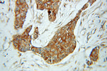 AHCY Antibody in Immunohistochemistry (Paraffin) (IHC (P))