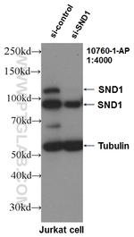 SND1 Antibody in Western Blot (WB)