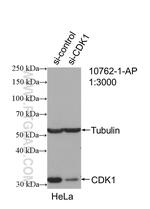 CDK1 Antibody in Western Blot (WB)