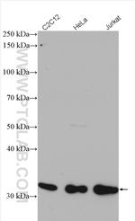 CDK1 Antibody in Western Blot (WB)