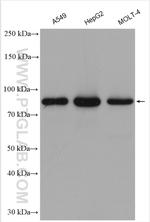 GSPT1 Antibody in Western Blot (WB)