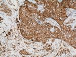 GTPBP3 Antibody in Immunohistochemistry (Paraffin) (IHC (P))