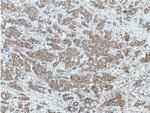 PRG2 Antibody in Immunohistochemistry (Paraffin) (IHC (P))