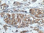 PRG2 Antibody in Immunohistochemistry (Paraffin) (IHC (P))