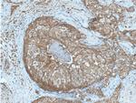 PRG2 Antibody in Immunohistochemistry (Paraffin) (IHC (P))