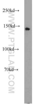 COG1 Antibody in Western Blot (WB)