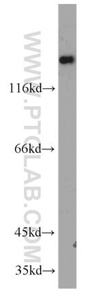 COG1 Antibody in Western Blot (WB)