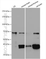 SEPT9 Antibody in Western Blot (WB)