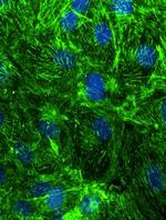 SEPT9 Antibody in Immunocytochemistry (ICC/IF)