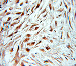 MSI2 Antibody in Immunohistochemistry (Paraffin) (IHC (P))