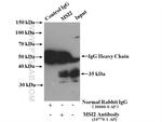 MSI2 Antibody in Western Blot (WB)