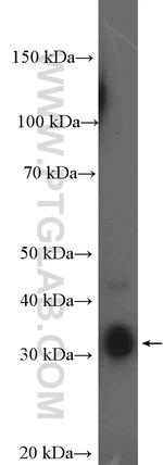 MSI2 Antibody in Western Blot (WB)