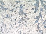 PACT Antibody in Immunohistochemistry (Paraffin) (IHC (P))