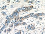 PACT Antibody in Immunohistochemistry (Paraffin) (IHC (P))