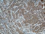 PACT Antibody in Immunohistochemistry (Paraffin) (IHC (P))