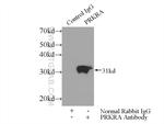 PACT Antibody in Immunoprecipitation (IP)