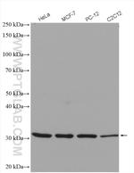 PACT Antibody in Western Blot (WB)