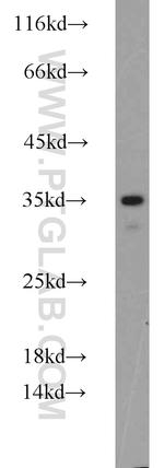 PACT Antibody in Western Blot (WB)