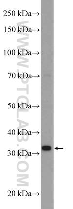 PACT Antibody in Western Blot (WB)