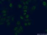 PRIM1 Antibody in Immunocytochemistry (ICC/IF)