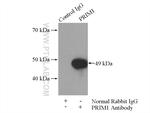 PRIM1 Antibody in Immunoprecipitation (IP)