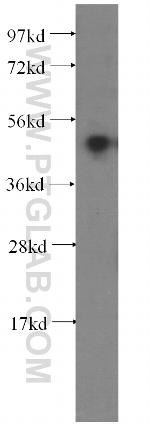 PRIM1 Antibody in Western Blot (WB)