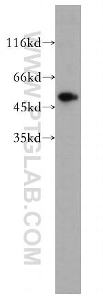 PRIM1 Antibody in Western Blot (WB)