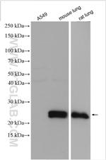 SFTPC Antibody in Western Blot (WB)