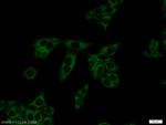 Dopamine beta Hydroxylase Antibody in Immunocytochemistry (ICC/IF)