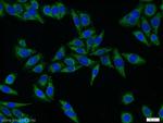 Dopamine beta Hydroxylase Antibody in Immunocytochemistry (ICC/IF)