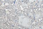 Adrenomedullin Antibody in Immunohistochemistry (Paraffin) (IHC (P))