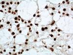 TDP-43 Antibody in Immunohistochemistry (Paraffin) (IHC (P))