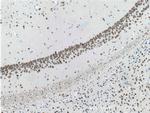 TDP-43 Antibody in Immunohistochemistry (Paraffin) (IHC (P))