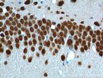 TDP-43 Antibody in Immunohistochemistry (Paraffin) (IHC (P))