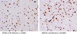 TDP-43 Antibody in Immunohistochemistry (Paraffin) (IHC (P))