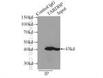 TDP-43 Antibody in Immunoprecipitation (IP)