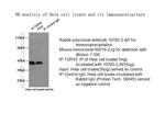 TDP-43 Antibody in Immunoprecipitation (IP)