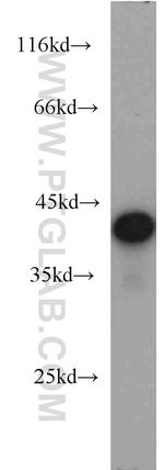 TDP-43 Antibody in Western Blot (WB)